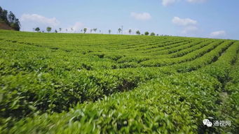 融合發(fā)展催生經(jīng)濟(jì)發(fā)展活力——農(nóng)產(chǎn)品種植的新路徑