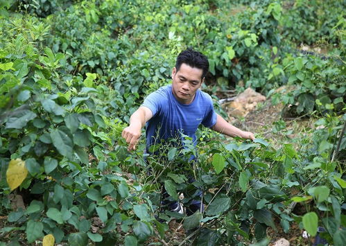 龍布村 特色農產品出山，鼓起群眾錢袋子
