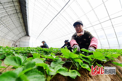 河北懷來 大棚草莓管護忙 特色種植助農增收