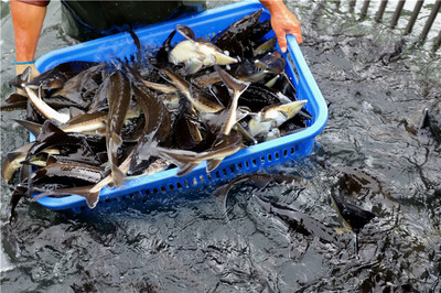 好山好水養(yǎng)好魚——安順推動(dòng)生態(tài)漁業(yè)高質(zhì)量發(fā)展調(diào)查