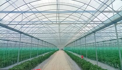 斜角村 以菜為基，以水為業(yè)，雙輪驅動助力鄉(xiāng)村產業(yè)振興