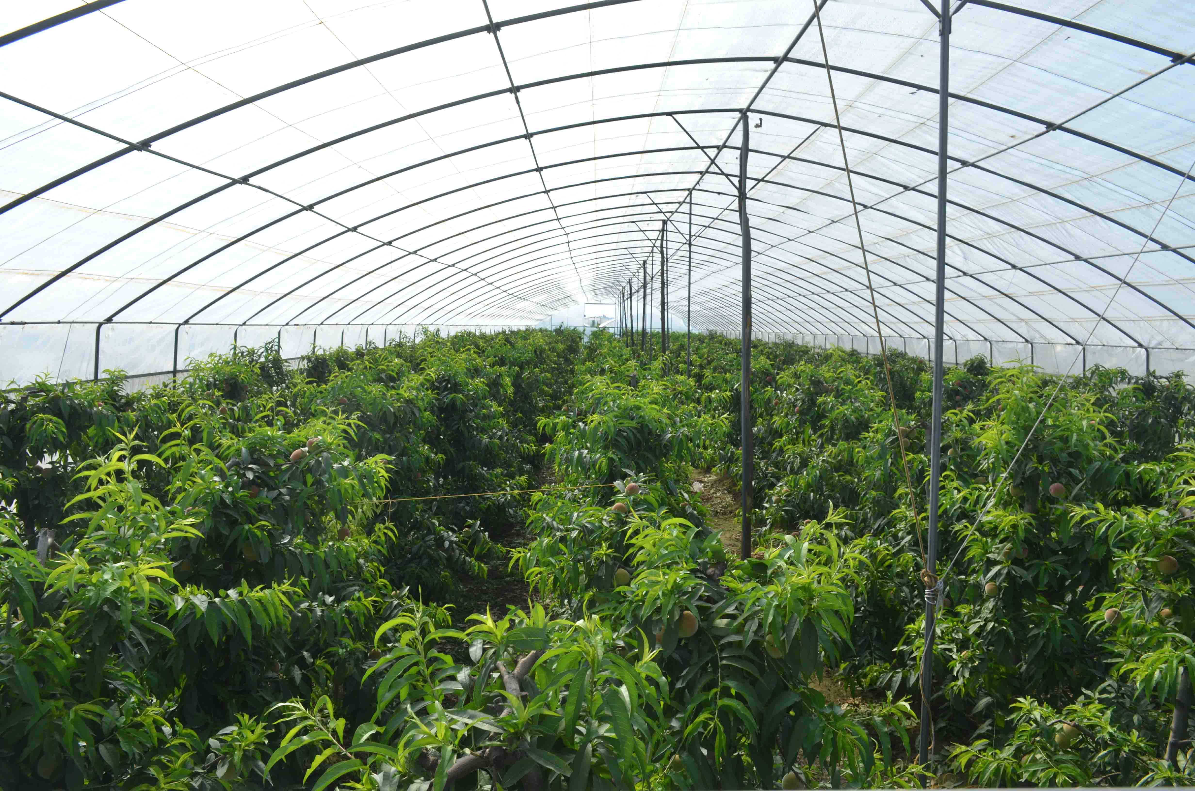 陜西周至 大棚桃香飄四方，特色種植激活鄉(xiāng)村經濟新引擎