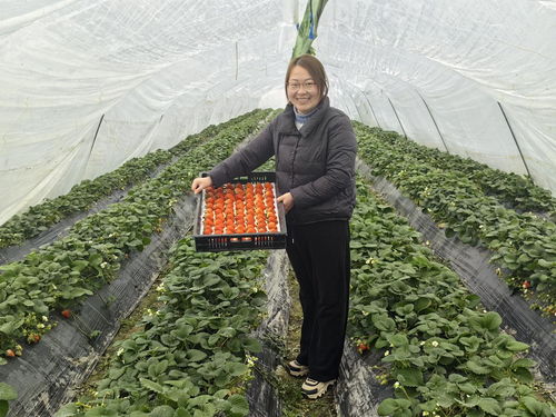 安徽明光 打好農業(yè)“特色牌”，走出產業(yè)興旺新路徑