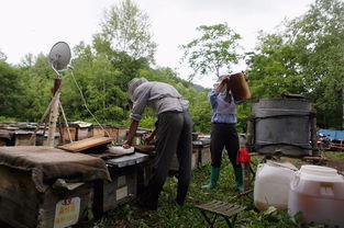 電商扶貧 京東如何撬動饒河黑蜂蜂蜜產業(yè)，賦能農產品上行