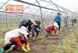 周寧實踐 土地流轉激活特色農業(yè)與水產養(yǎng)殖，鋪就農民增收新路徑