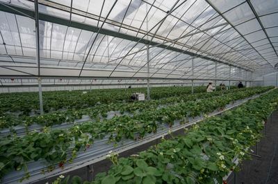 實測！全國最好吃的草莓，就藏在余杭！探尋余杭草莓的甜蜜密碼