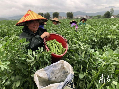 廣東始興 多措并舉穩供保產，筑牢省級“菜籃子”基地縣根基